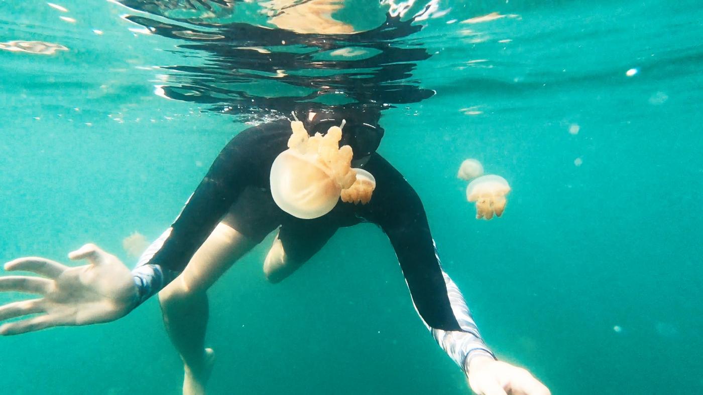 Ingin Merasakan Serunya Berenang dengan Ubur-Ubur? Danau Kakaban Tempatnya!